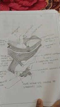 Case study on Hernia in pediatrics GNM 2nd year