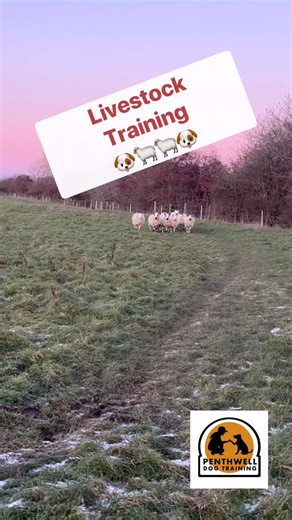 🌟🐶 Steadiness 🐶🌟 Steadiness is an underrated super-skill for dogs . Here on the farm, bringing the sheep in is the perfect real-life training opportunity. Movement, excitement, smells and distractions… and still choosing calm, focus and teamwork 🐑🐾 This is one of the skills we work on in our tailored 1-2-1 training sessions: • impulse control • calm focus around livestock & movement • working with their handler • confidence in busy, real-world environments Practical, purposeful training th