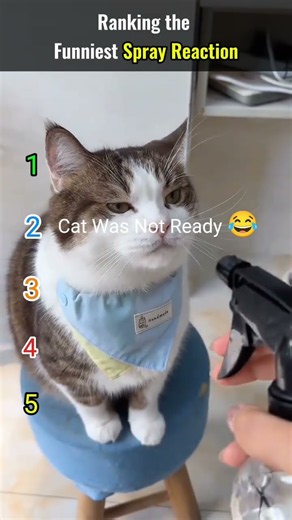 Spray vs Cat 😹 #ranking #cat #funny #viral