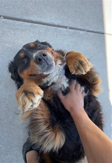 You da real Big Ben. #fedex #doggosoftiktok #dogtok #cantheycatch | bernese mountain dog