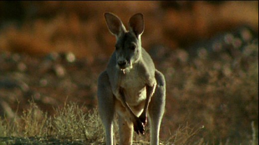 How do different animals move?