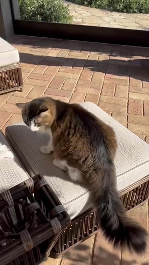 I’ve been training my cats. Clearly, they are geniuses.