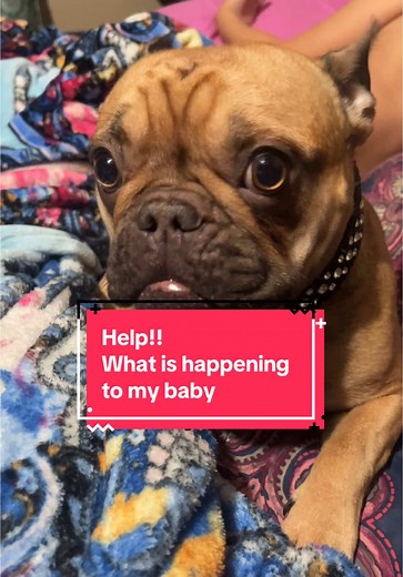 Understanding Why My French Bulldog's Head is Shaking