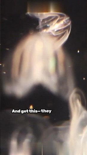 Meet Earth’s First Animal Ever! 😲