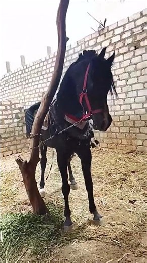 البطل شغل #حصان_عربي_اصيل للطلوقة والتزاوج بصعيد مصر 2026 #الخيل_العربية