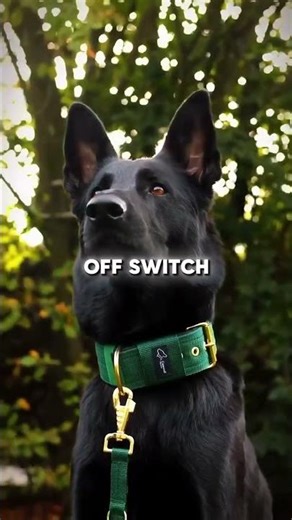 4 Types of German Shepherds – Know This Before You Buy One!”