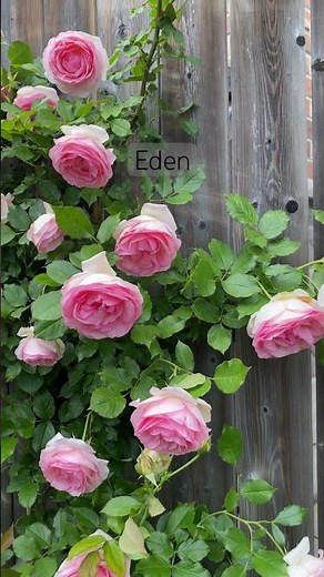 Eden Rose #climbingrose