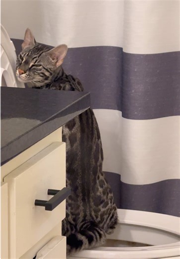 A Day in the Life of My Bengal Cat