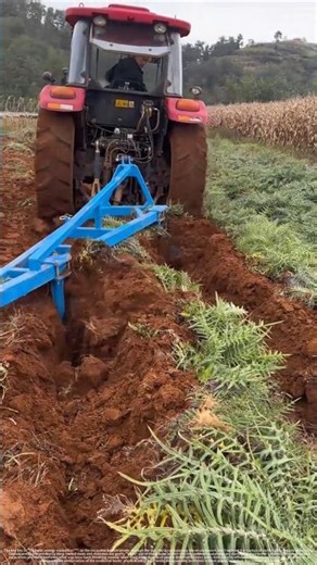 Digging Deep! The Hardcore "Lifting" Wisdom of Medicinal Herb Harvesters