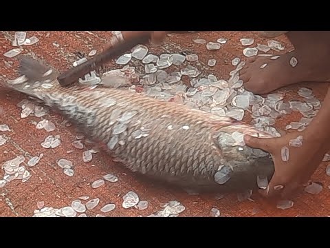 Top Fish Cutting Expert Reveals BEST Katla Fish Techniques