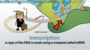Ribosomes Lesson for Kids: Definition & Function - Video | Study.com