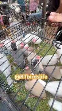 Lalukhet Birds Market | Java, Dove, Cocktails #shortsfeed #trending #viralvideo #pakistan #birds