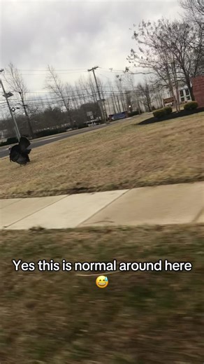 This is the biggest wild turkey I’ve seen around here in a while! 🤔💁🏼‍♀️ #wildturkey #thebiggest #wildlife #bigboy #fyp