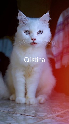 Fluffy White Cat Relaxing Indoors