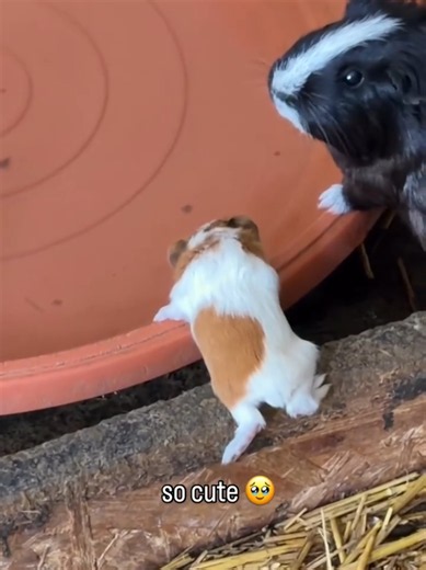 Cute Bunny Reaction Compilation That Melts Hearts