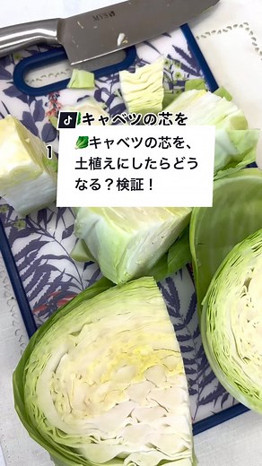🥬キャベツの芯を土植えしたら？#癒されたらハート押してね #キャベツ #cabbage #リボベジ #再生 #vegetables #野菜 #ブルーミングスケープ #挿し木 @ブルーミングスケープ