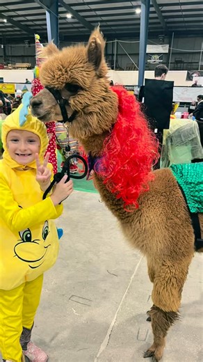 Emilene competed in her very first alpaca show (Buckeye in Tallmadge, Ohio) this past weekend! She was Flounder and Penny was Ariel — and they both did fabulous! It was such a joy watching her out in the alpaca ring doing her thing. Definitely a proud mom moment! 💕🦙🐚 #hardlyfarm #alpacafarm #agritourism #alpaca #northcarolina #ncfarm #alpacashow | Hardly Farm LLC.
