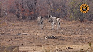 A Wild dog's snack time gets interupted by two Zebras! Don't mess with these striped sentinels! 😂 #ZebraVsWildDog #SavannahStandoff #WildlifeWins #AnimalEncounters #WildAfricaAdventures | Wildest Kruger Sightings
