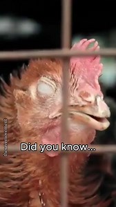 Chickens are some of the most exploited animals on the planet, suffering immensely in the meat and egg industries. 🐔💔 Every year, more than 70 billion chickens are slaughtered for meat, often after just 6 weeks of life in overcrowded, filthy factory farms. 😰 Meanwhile, around 6 billion laying hens endure extreme confinement, painful debeaking, and a lifetime of suffering to produce eggs. 😔 And the cruelty doesn’t stop there—because male chicks cannot lay eggs and are not bred for meat, the e
