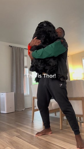 Thor The Giant Schnauzer on TikTok