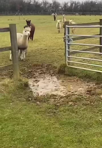 Llama Jumping Memes Compilation