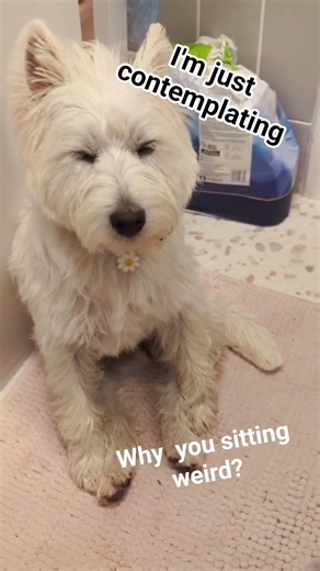 My dog is losing sleep over the world's future