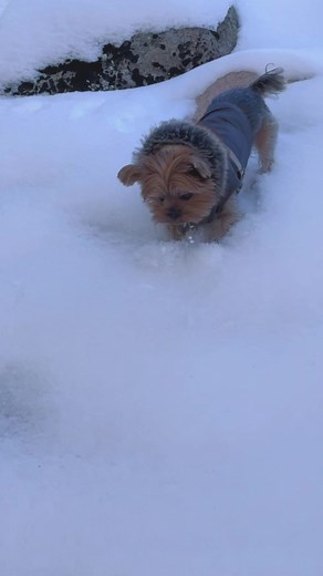 Adorable Yorkie Snow Adventure Video