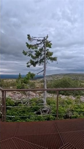 Oldest Tree in The World!