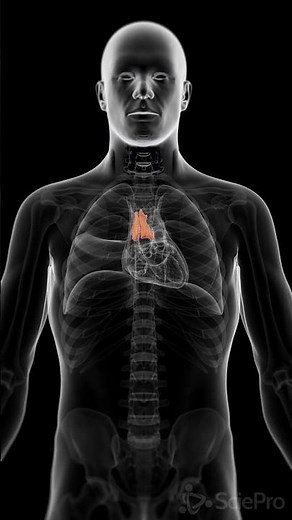🔬 The Thymus Gland: A Vital Player in Your Immune System 🔬