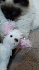 Mr Grumpy the Ragdoll cat and Missy doll. #animallover | Miss Bossy