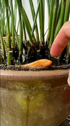 Monopterus albus – the Asian Swamp Eel