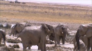 The wonderful wildlife of Africa on Reels