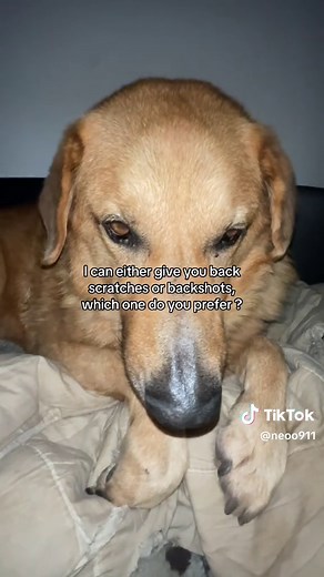 Cute Dog Offers Back Scratches or Backshots
