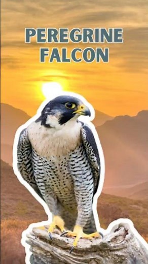 Peregrine Falcon - Pure Nature Sounds!