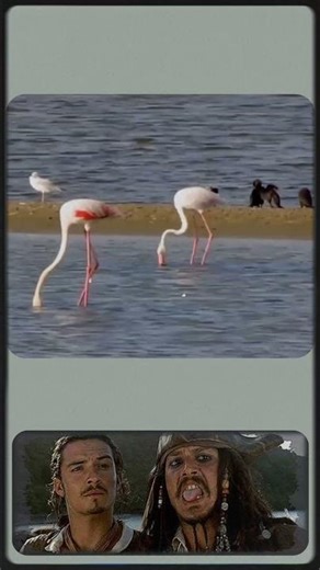 Amazing Flamingo Hunting Trick 🦩|| #f #flamingobird #flamingodance #telugufacts#ytshorts @Sri_Rudh