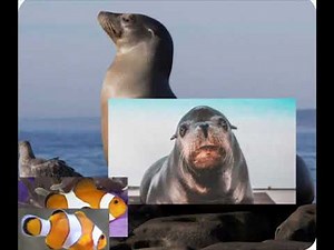 Finding dory live action remake sea lions scene