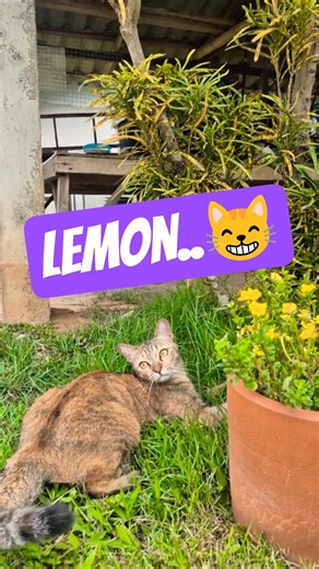 Cute cats play under the tree.😸 #cat #shorts #youtube ##usa #europe #petsoftheworld #viral #fyp