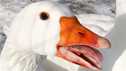 Anatomy lesson reveals why goose teeth are both insane and amazing