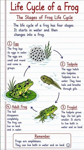 Life Cycle of a Frog | Stages of Frog Life Cycle