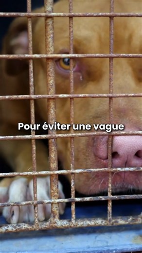 La France assouplit les règles d’importation des chiens et chats provenant de la guerre au Moyen-Orient