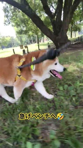 急げベンチへ🤣 #柴犬 #柴犬テッ#柴犬ワン!ちゃんねる#もふもふ#cute #doglife#犬のいる暮らし #公園