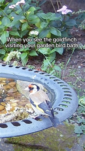 When you see the goldfinch at your garden bird bath