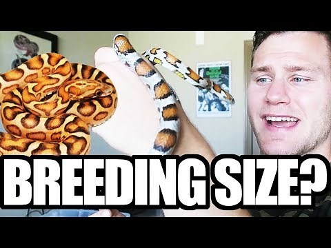 CORN SNAKE BREEDING SIZE?!