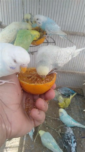 ⚠その選び方、逆効果でした 👉 インコの反応がリアルすぎる