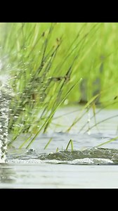 #magicalanimals #animalword #fyp #tiktok #amazinganimals #elephants #ReelViral #ReelFacebook #fypシ゚ #fyp #Reel #ReelVideo | Wildlife Alliance