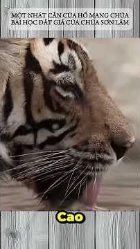 BÀI HỌC ĐẮT GIÁ CỦA CHÚA SƠN LÂM