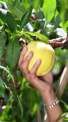 fruit harvesting #Fruits #asmr #fruit #harvesting