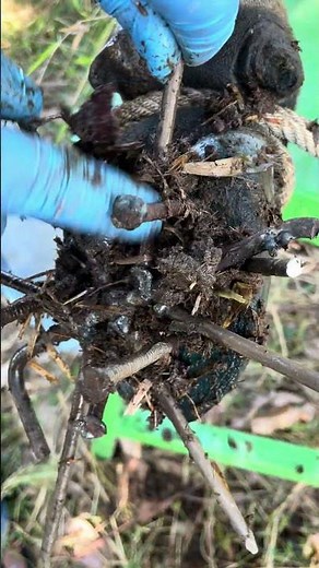 Amazing #cowhooftrimming #cowhoof #hoofcleaning cowhoofcutting