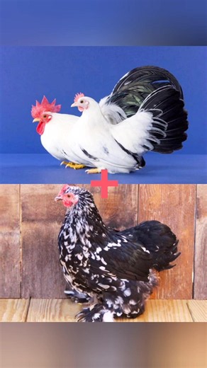 Hybrid of Japanese Bantam and Cochin Bantam chickens
