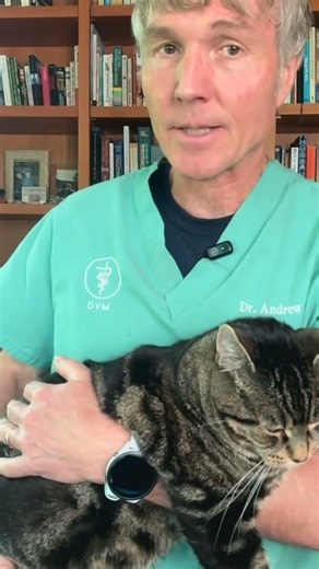 Free Cat Health Webinar: Best Foods, Common Diseases, and Natural Remedies